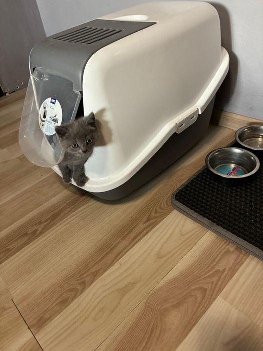 Vanz pui  british shorthair