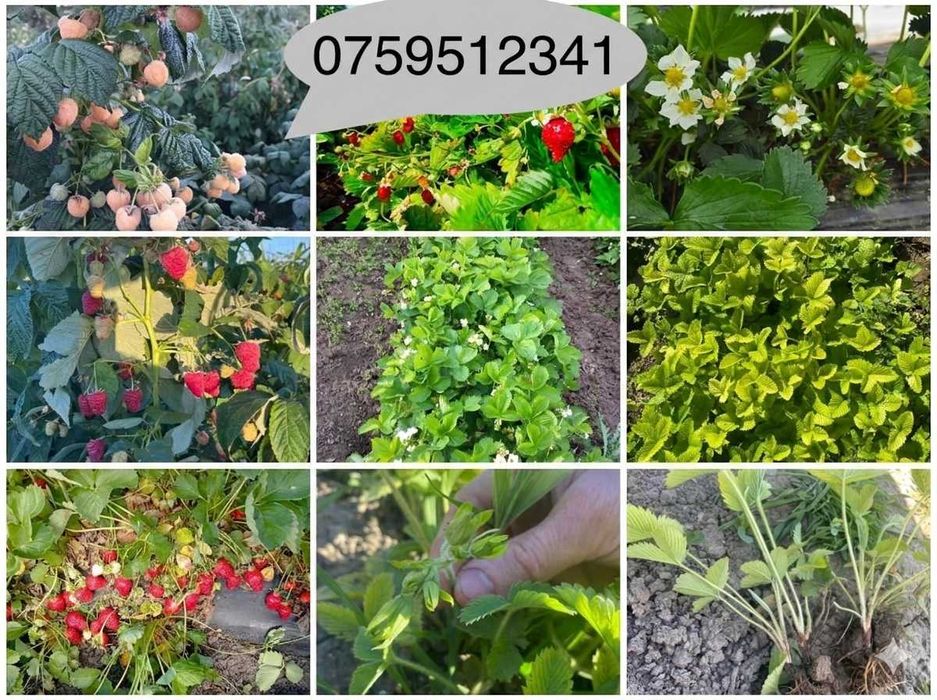 Stoloni CAPSUNI / FRAGI / drajoni ZMEURĂ / butași MURE