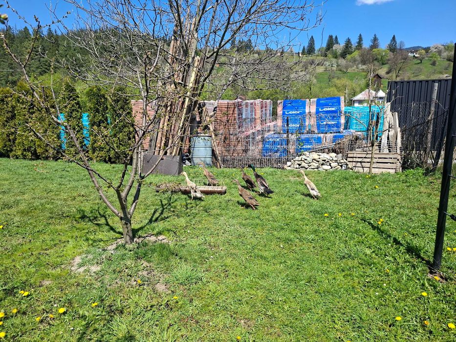 Vând ouă proaspete raţe indiene alergătoare. Familie de culoare sălbatic. Sanitarii grădinii, se hrănesc mai mult cu melci fără cochilie