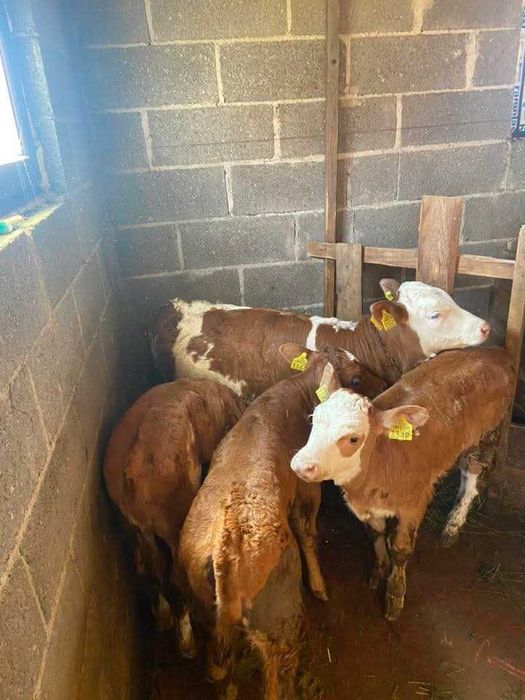 Animale domestice 4 vitei