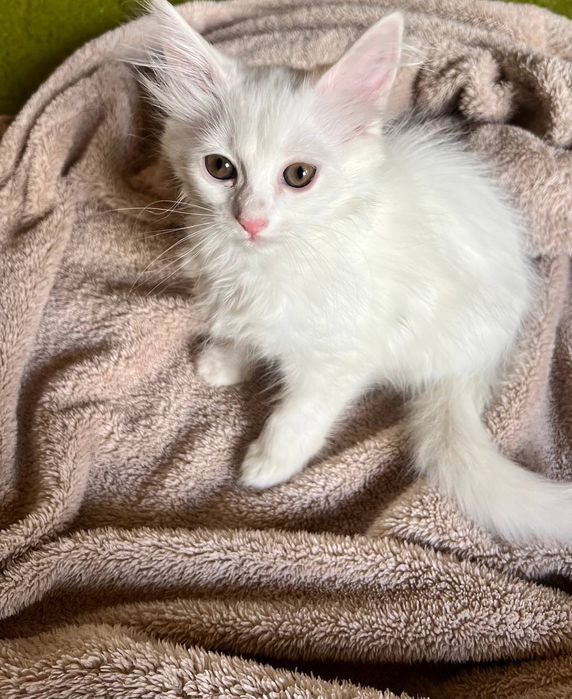 Породистые котята