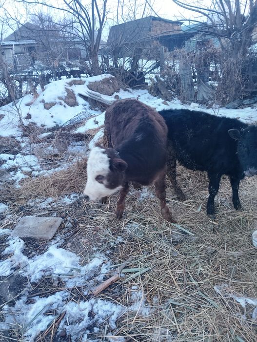 Телята на продажу