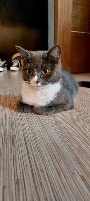 Продам кошку британка