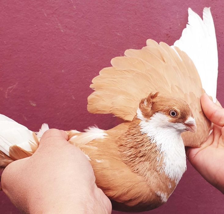 Sârbi, de Severin și galateni