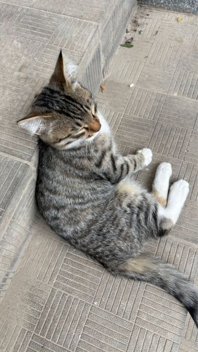 Отдам  с доставкой котенка приученная