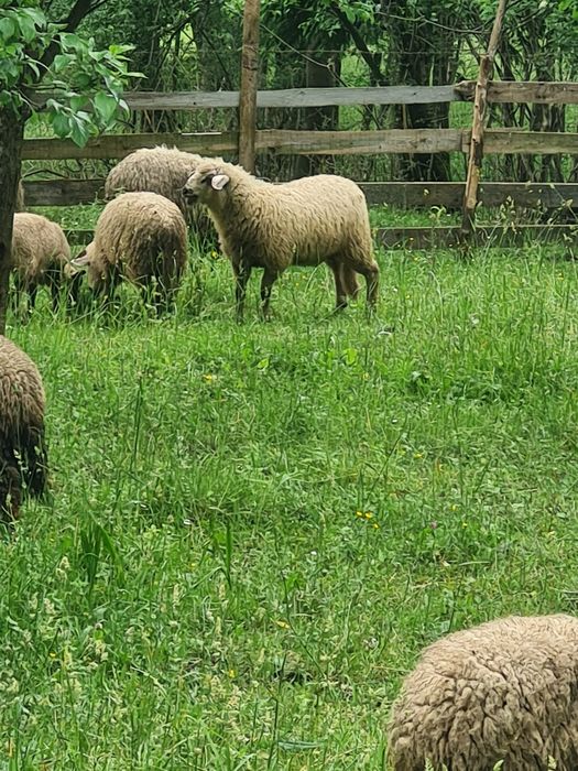 Vând 20 de miei pentru crescut sau sacrificat