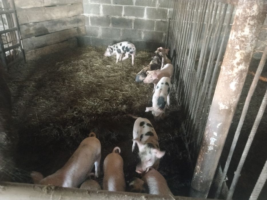 Продам поросят месячных
