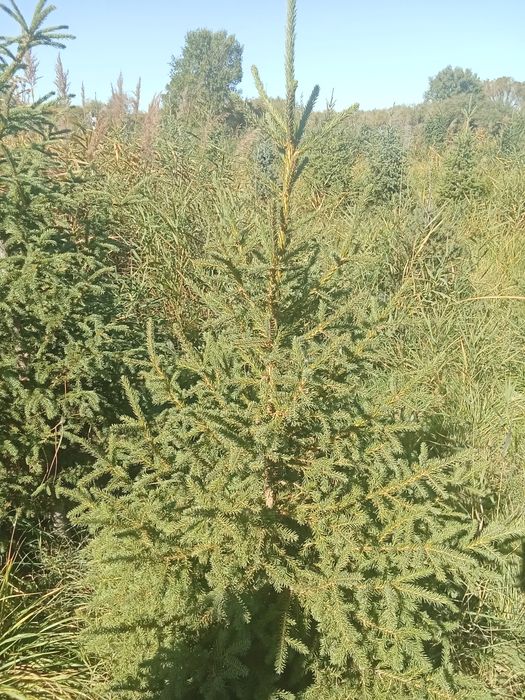 Ёлки европейские