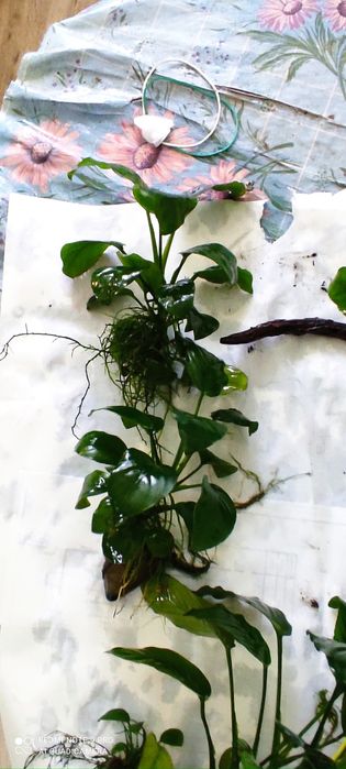 Растение анубиас Бартера