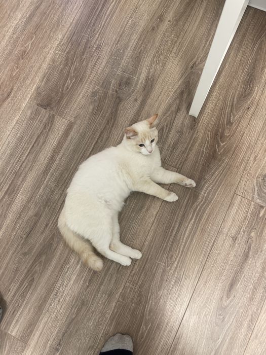 Отдам в хорошее руки