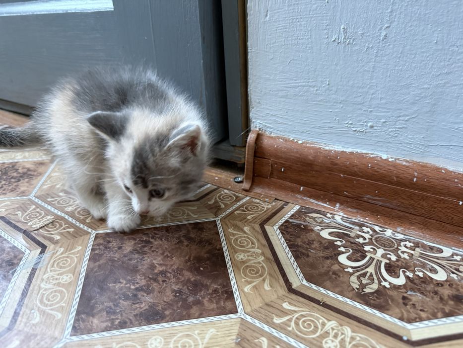 Отдам котиков в добрые руки