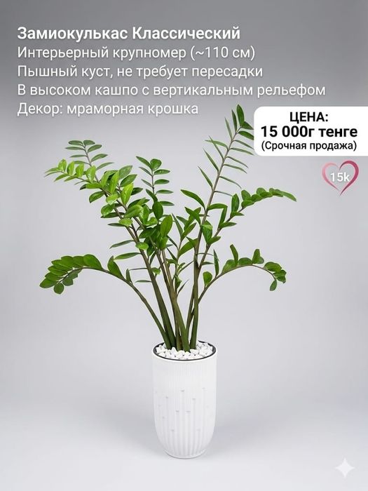 Замиакулькасы и эпипремнум