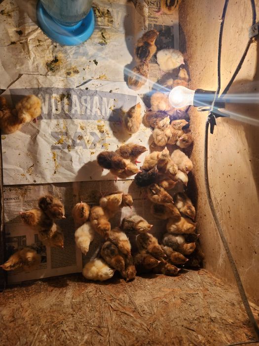 Балапан сатылады,,кучин т.б