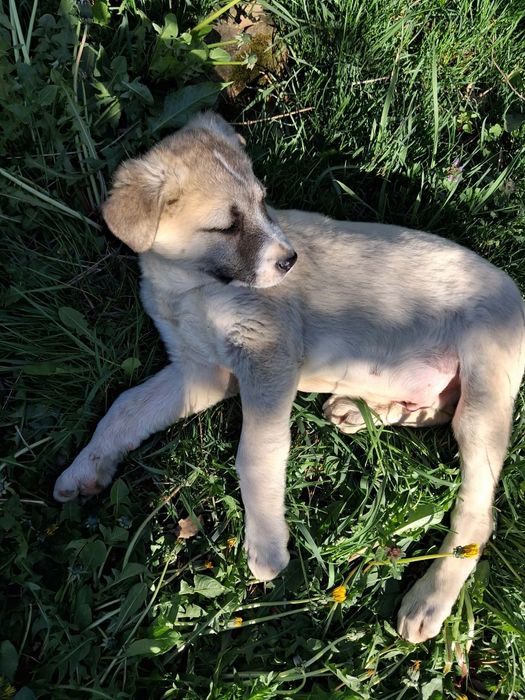Тези две малки мъжки  кангалчета си търсят стопани. На 2 месеца са. Им