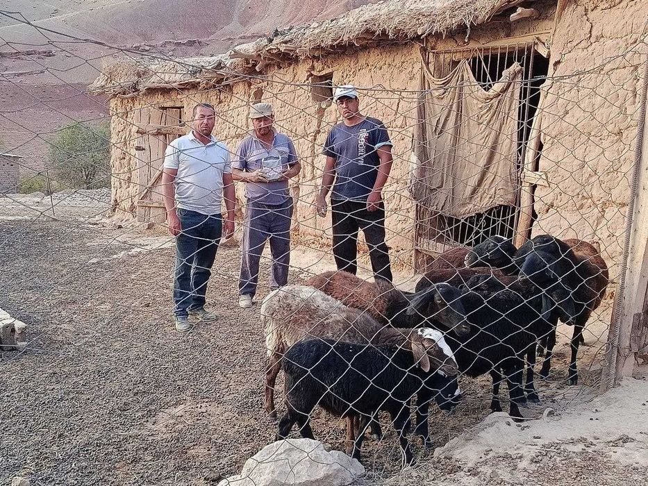 chorvo mollarini boqib sotish