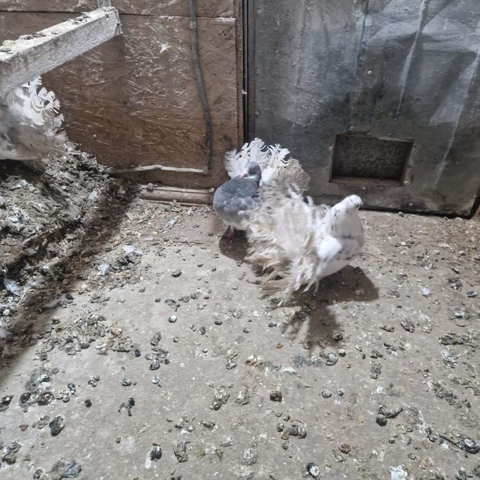 Павлины голуби домашние