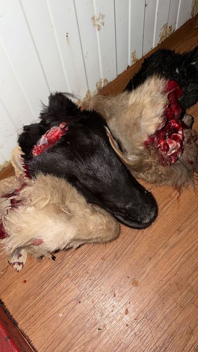 Қойдың басы ұйытылмаған