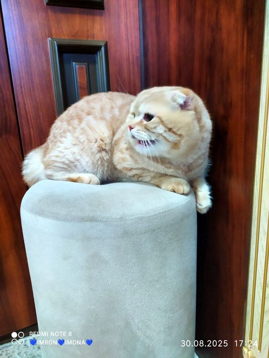 Vuku-da Irina bilan blowjob video