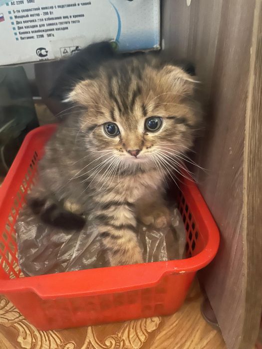 Шотландские котята