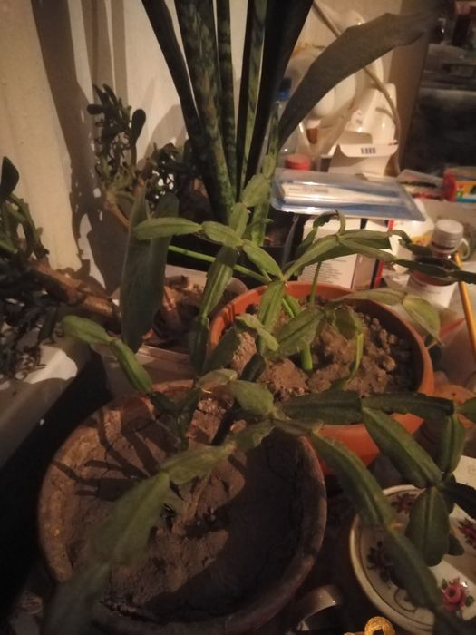 Цветы обмен или продажа