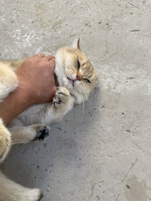 Шиншила 2 йош