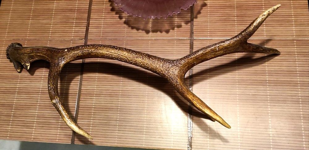 4бр. рога от благороден елен