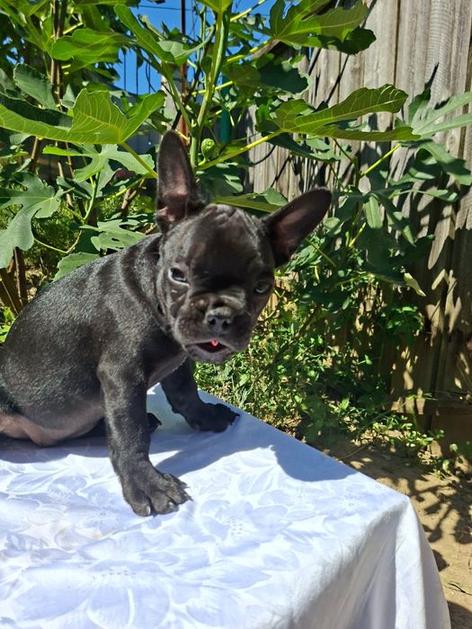 Buldog francez femela neagră
