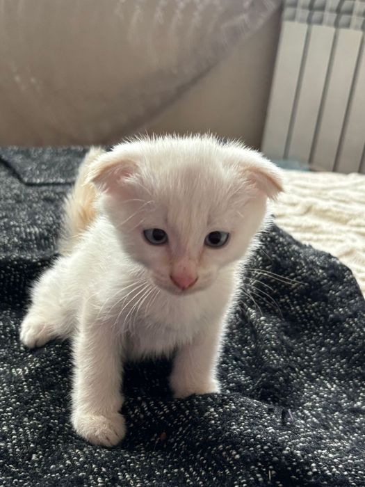 Котенок мальчик.