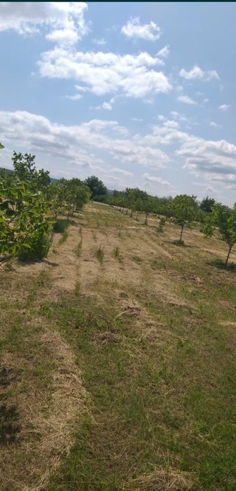 Teren cu livadă de nuci