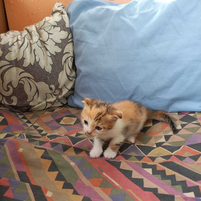 Продам британских вислоухих котят