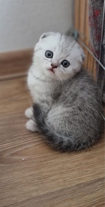 Шотландские котята