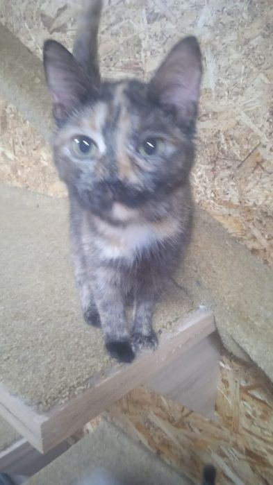 Котята  ищут дом