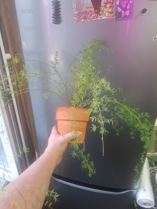 Аспарагус  продам  1 200