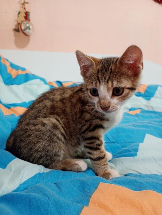 Спасени душички търсят своя герой