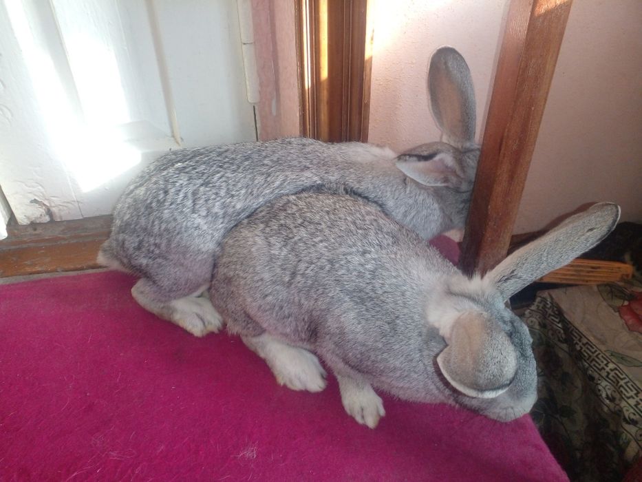 Нар мода куенлар сотилади