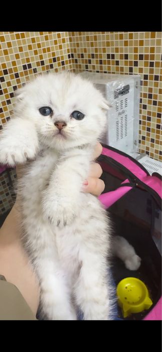 Продается фолдик девочка