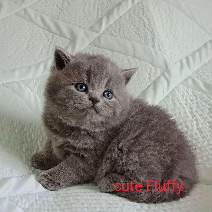 Продажа британских котят
