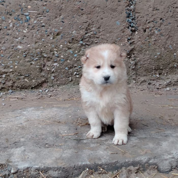 Күшіктер сатылады