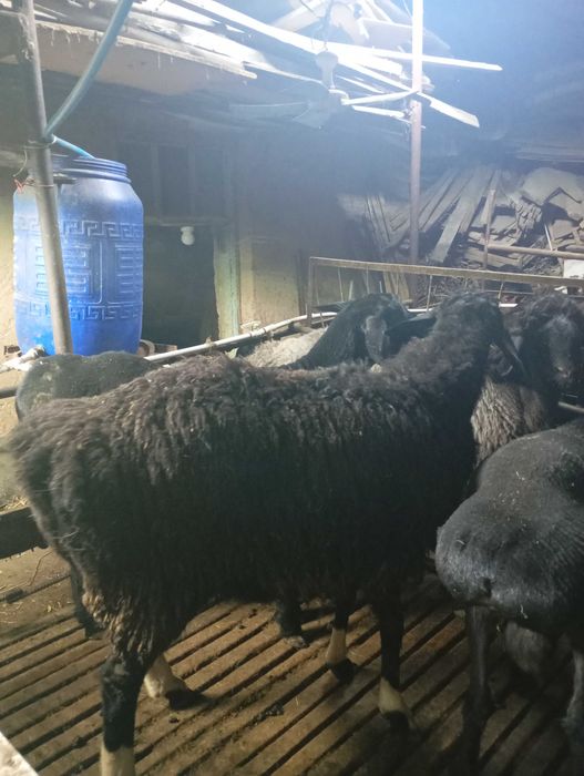 Qòchqorla sotladi yetlgan qurbonlika  zòr varyant