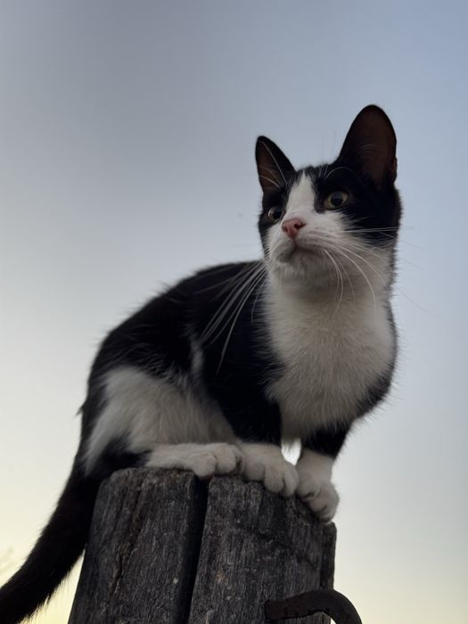 Отдам котят, в добрые руки