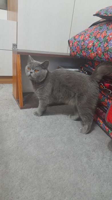 British Shorthair