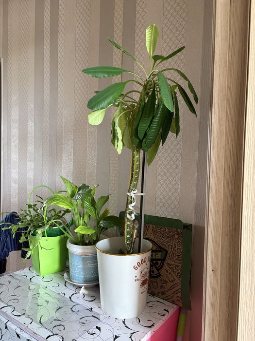 Продам цветы для дома