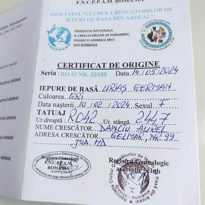 Masculi și femele Uriaș German. 7  Luni ,Rasă pură Max 13kg
