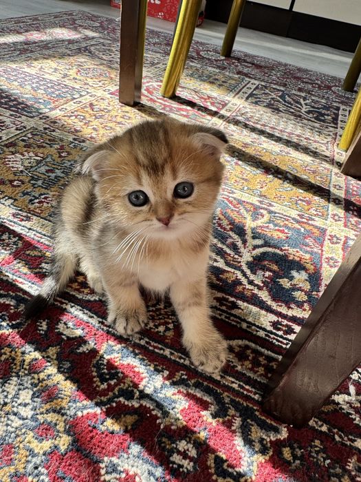 котята британские шиншиллы