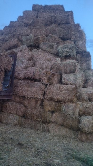 Сено суданская трава.