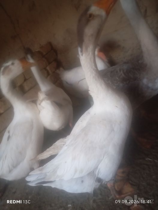 3 kun garanta beriladi