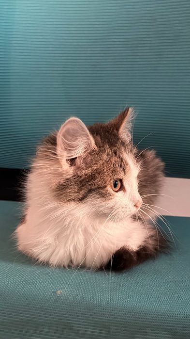 Отдам котенка в добрые руки