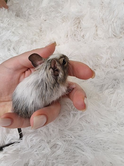 Бельчата - малышата Дегу