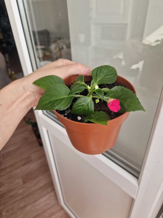 Бальзамин, комнатные цветы