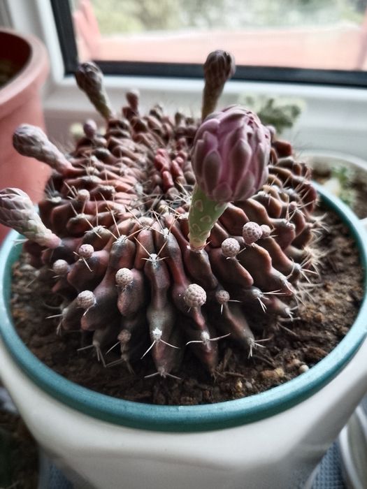 Коллекционный кактус